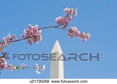Stock Photo - Cherry blossoms in front of Washington Monument. Fotosearch