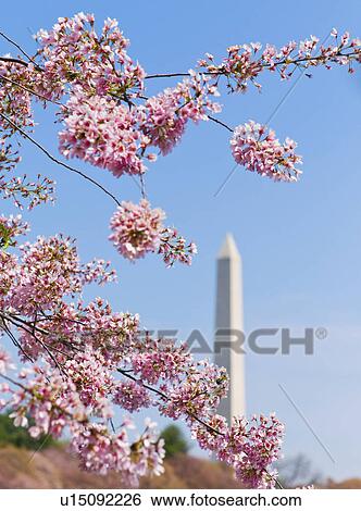 Stock Photograph - Cherry blossoms in front of Washington monument. Fotosearch