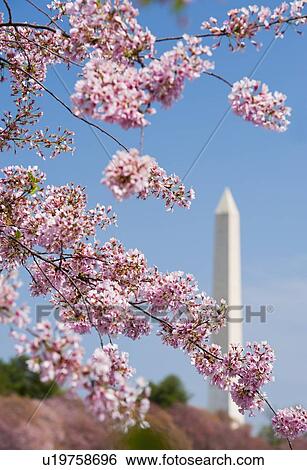 Stock Photograph - Cherry blossoms in front of Washington Monument. Fotosearch