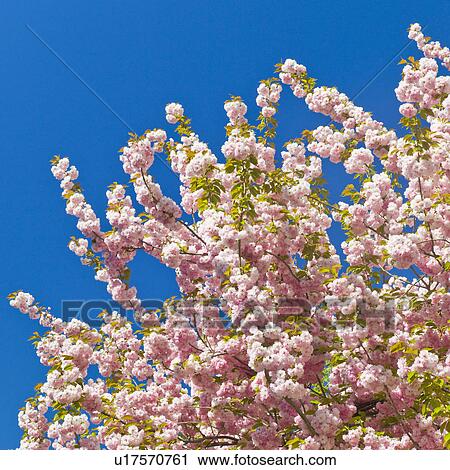 Cherry blossoms View Large Photo Image Stock Image - Cherry blossoms. Fotosearch