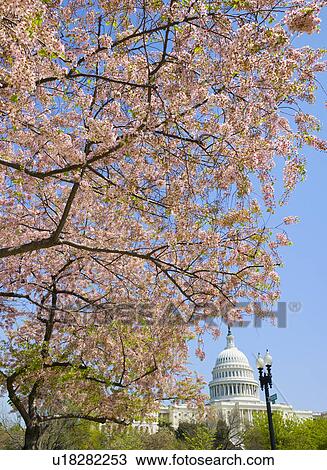 Cherry blossoms with Capitol building in background View Large Photo Image Stock Image - Cherry blossoms with Capitol building in background. Fotosearch