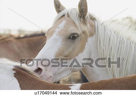 Close up of a herd of horses View Large Photo Image Picture - Close up of a herd of horses. Fotosearch