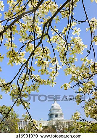 Dogwood branches with Capitol building in background View Large Photo Image Stock Image - Dogwood branches with Capitol building in background. Fotosearch