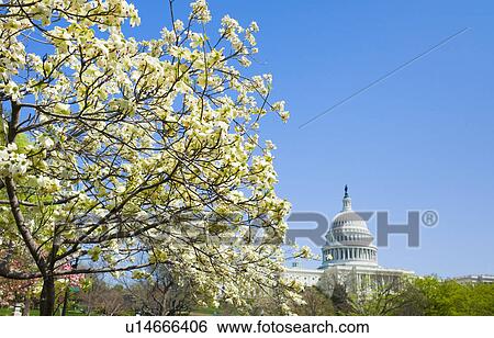 Stock Photograph - Dogwood tree with Capitol building in background. Fotosearch