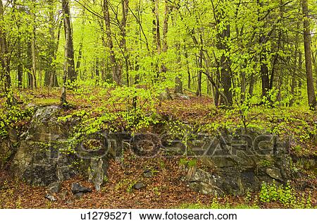 Forest in Bedford New York View Large Photo Image Stock Image - Forest in Bedford New York. Fotosearch