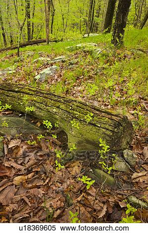 Stock Photography - Forest in Ward Pound Ridge Reservation. Fotosearch
