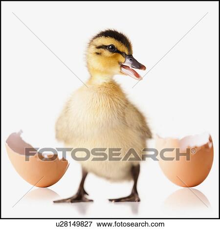 Freshly hatched chick beside broken egg shell View Large Photo Image Stock Photo - Freshly hatched chick beside broken egg shell. Fotosearch