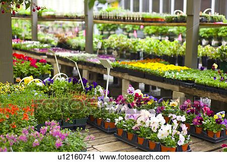 Stock Image - Garden flowers on display in greenhouse. Fotosearch