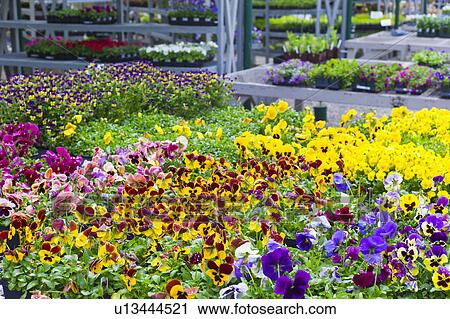 Stock Image - Garden flowers on display in greenhouse. Fotosearch