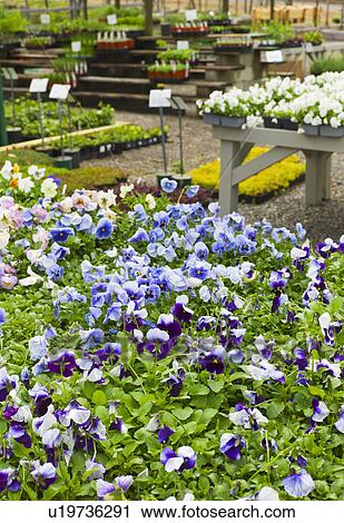 Stock Image - Garden flowers on display in greenhouse. Fotosearch