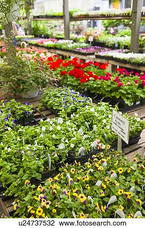 Stock Image - Garden flowers on display in greenhouse. Fotosearch