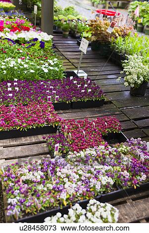 Garden flowers on display in greenhouse View Large Photo Image Stock Image - Garden flowers on display in greenhouse. Fotosearch