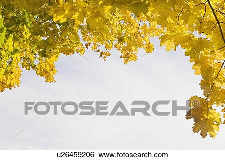 Stock Photograph - Golden leaves in autumn. Fotosearch
