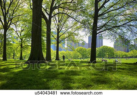 Great lawn in Central Park View Large Photo Image Stock Image - Great lawn in Central Park. Fotosearch