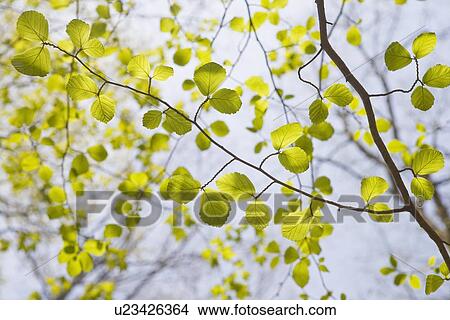 Green leaves on tree branches in spring View Large Photo Image Picture - Green leaves on tree branches in spring. Fotosearch