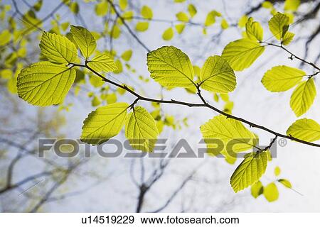 Stock Photo - Green leaves on tree branches in spring. Fotosearch