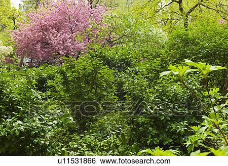 Stock Photograph - Green trees and cherry tree in Madison Square Park. Fotosearch