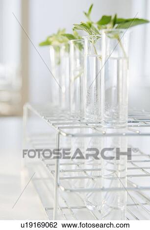 Herbs in test tubes View Large Photo Image Stock Image - Herbs in test tubes. Fotosearch