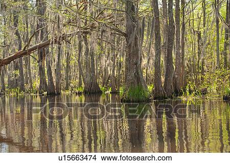 Picture - Honey Island Swamp in White Kitchen Nature Preserve. Fotosearch