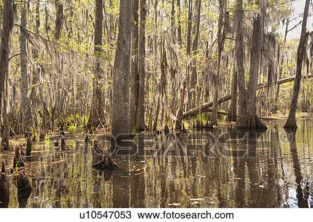 Stock Image - Honey Island Swamp in White Kitchen Nature Preserve. Fotosearch