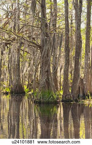 Stock Image - Honey Island Swamp in White Kitchen Nature Preserve. Fotosearch