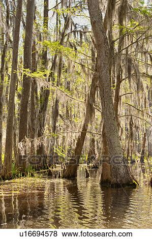 Stock Photo - Honey Island Swamp in White Kitchen Nature Preserve. Fotosearch