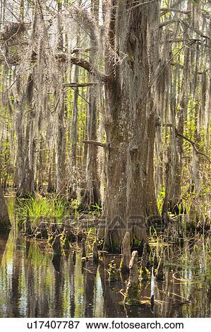 Stock Photo - Honey Island Swamp in White Kitchen Nature Preserve. Fotosearch