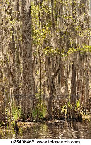 Stock Photograph - Honey Island Swamp in White Kitchen Nature Preserve. Fotosearch
