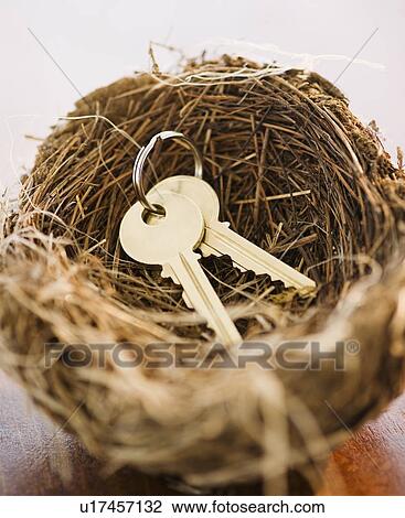 Keys in a bird nest View Large Photo Image Stock Image - Keys in a bird nest. Fotosearch