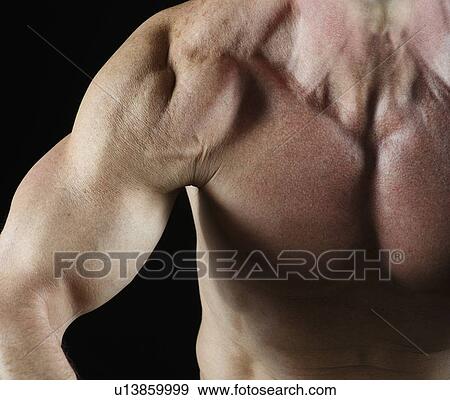 Muscular arm View Large Photo Image Stock Photo - Muscular arm. Fotosearch