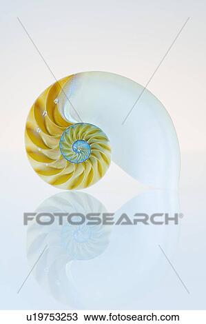 Stock Image - Nautilus shell. Fotosearch