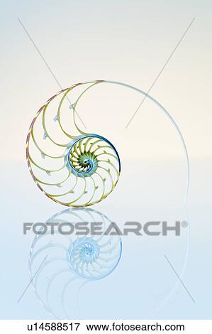Nautilus shell View Large Photo Image Stock Photo - Nautilus shell. Fotosearch