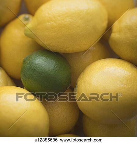 One lime amongst many lemons View Large Photo Image Stock Photograph - One lime amongst many lemons. Fotosearch