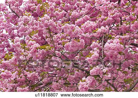 Pink cherry blossoms View Large Photo Image Stock Photo - Pink cherry blossoms. Fotosearch