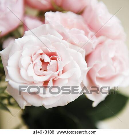 Pink garden roses View Large Photo Image Stock Photo - Pink garden roses. Fotosearch