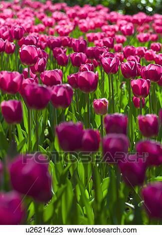 Pink tulips View Large Photo Image Stock Image - Pink tulips. Fotosearch