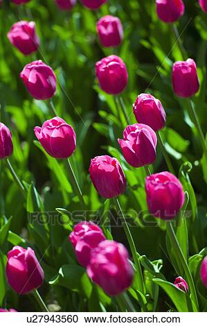 Pink tulips View Large Photo Image Stock Image - Pink tulips. Fotosearch