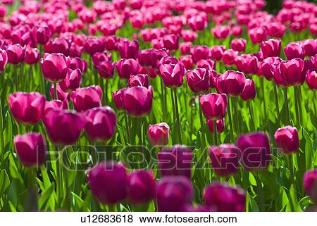 Stock Photo - Pink tulips. Fotosearch