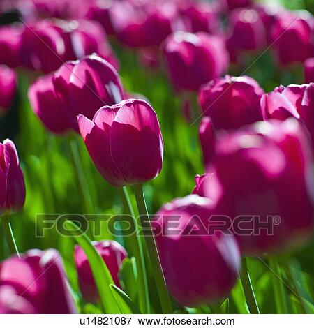 Pink tulips View Large Photo Image Stock Photo - Pink tulips. Fotosearch