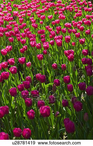 Stock Photo - Pink tulips. Fotosearch