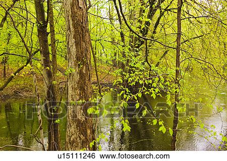 Stock Photograph - Pond in Bedford New York. Fotosearch