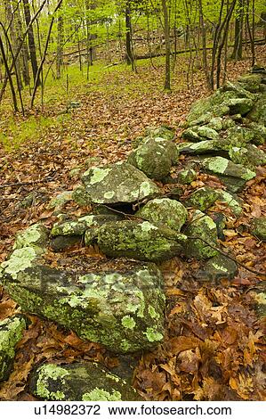 Stock Image - Rocks in Ward Pound Ridge Reservation. Fotosearch