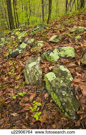 Picture - Rocks on forest floor in Ward Pound Ridge Reservation. Fotosearch