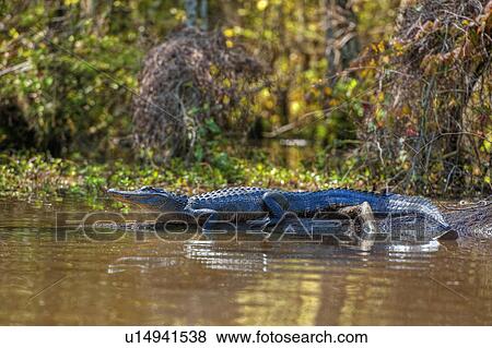 Stock Photo - Small alligator in Honey Island swamp. Fotosearch