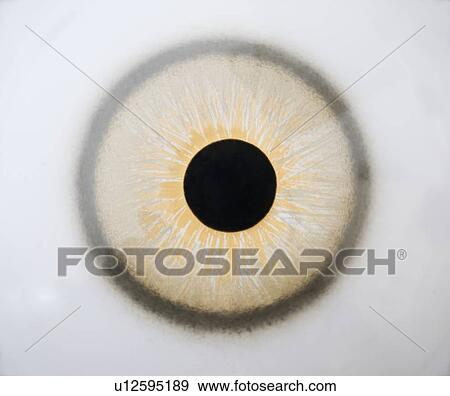 Studio shot of an eye View Large Photo Image Stock Photo - Studio shot of an eye. Fotosearch