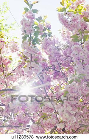 Stock Photo - Sun shining through branches of cherry tree in spring. Fotosearch