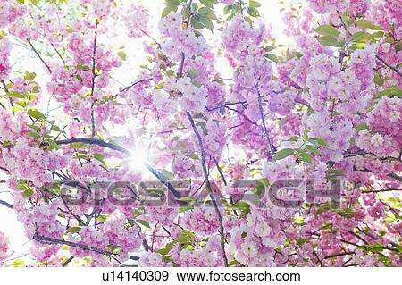 Sun shining through branches of cherry tree in spring View Large Photo Image Stock Photo - Sun shining through branches of cherry tree in spring. Fotosearch