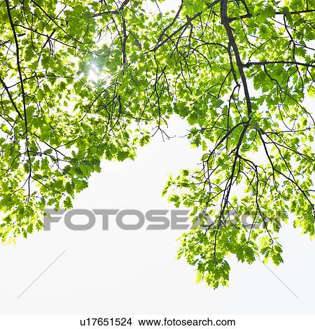 Sunlight shining through tree branches in spring View Large Photo Image Picture - Sunlight shining through tree branches in spring. Fotosearch