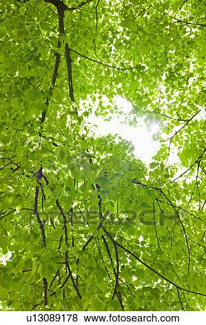 Stock Photo - Sunlight shining through tree branches in spring. Fotosearch