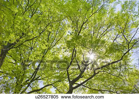 Sunlight shining through tree branches in spring View Large Photo Image Stock Photography - Sunlight shining through tree branches in spring. Fotosearch